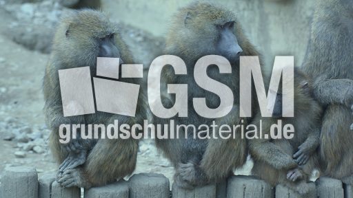 Grüner Pavian (5).jpg